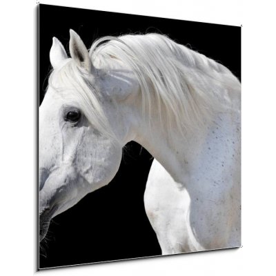 Skleněný obraz 1D - 50 x 50 cm - white horse isolated on black bílý kůň izolovaných na černém – Zboží Mobilmania