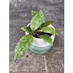 Hoya nabawanensis ‘Splash’ mini – Sleviste.cz