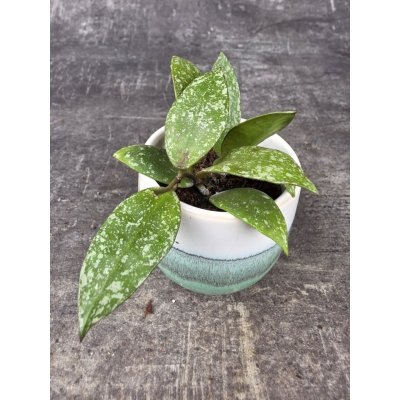 Hoya nabawanensis ‘Splash’ mini – Sleviste.cz