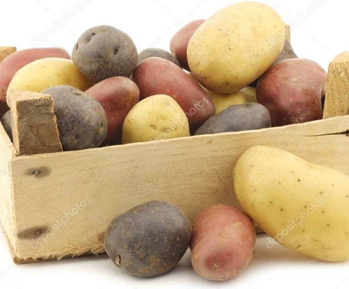 Sadbové brambory - 4 druhy - Solanum tuberosum - 12 ks