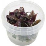 Alternanthera reineckii Purple – Zboží Dáma