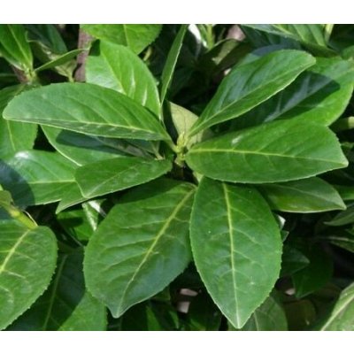 Prunus laurocerasus 'Novita' Prodejní velikost: 080/100, Velikost hrnku: 7,5 l – Zboží Dáma