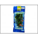 Tetra Hygrophila S 15 cm – Zboží Dáma