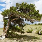 Borovice osinatá Pinus aristata semena borovice 5 ks – Hledejceny.cz