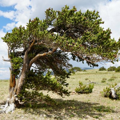 Borovice osinatá Pinus aristata semena borovice 5 ks – Hledejceny.cz