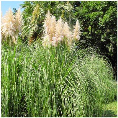 Pampová tráva - Pampas stříbrný - Cortaderia selloana - prodej semen - 10 ks