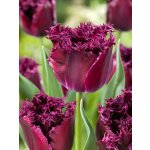 Tulipán 'Purple Crystal' 5 ks – Hledejceny.cz