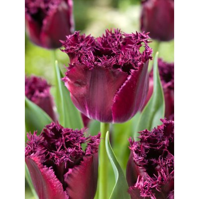 Tulipán 'Purple Crystal' 5 ks – Hledejceny.cz