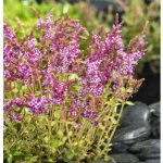 Rotala indica - košík 11x11 cm – Zboží Dáma