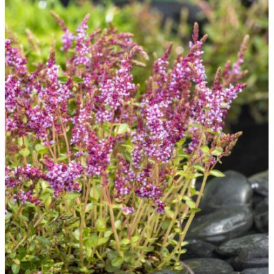 Rotala indica - košík 11x11 cm – Zboží Dáma