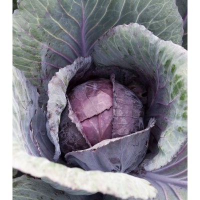 Zelí Pourovo červené - Brassica pekinensis - semena - 200 ks – Zboží Mobilmania