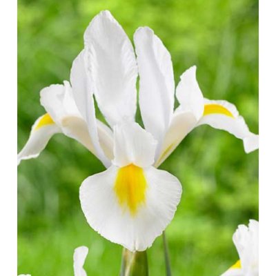 Kosatec White Excelsior - Iris hollandica - cibuloviny - 3 ks