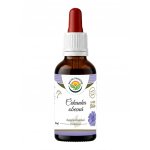 Salvia Paradise Čekanka kořen AF tinktura 50 ml – Hledejceny.cz