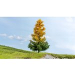 Noch podzimní modřín 20168 – Zboží Dáma