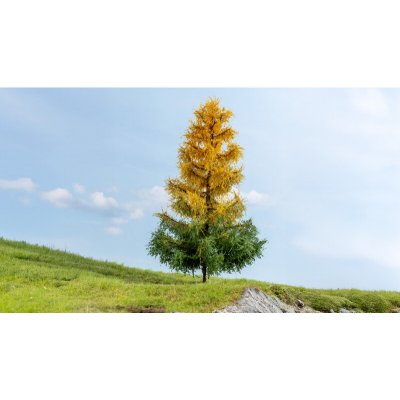 Noch podzimní modřín 20168 – Zboží Dáma