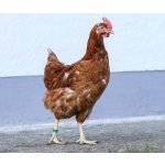 KERBL Spirálové kroužky na slepice 16 mm 20ks – Sleviste.cz