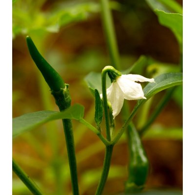 Chilli Kajenský pepř Thick - Capsicum annuum – semena chilli – 6 ks