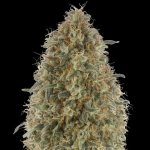Advanced Seeds Gorilla Blue semena neobsahují THC 25 ks – Hledejceny.cz