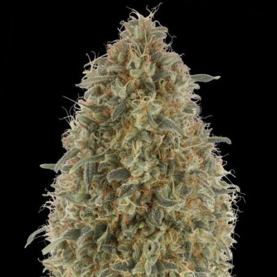 Advanced Seeds Gorilla Blue semena neobsahují THC 25 ks – Hledejceny.cz
