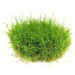 Eleocharis pusilla – Zboží Dáma