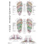 Plakát reflexologie nohy 63x47cm – Hledejceny.cz