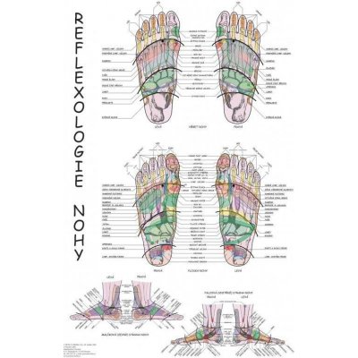 Plakát reflexologie nohy 63x47cm – Hledejceny.cz