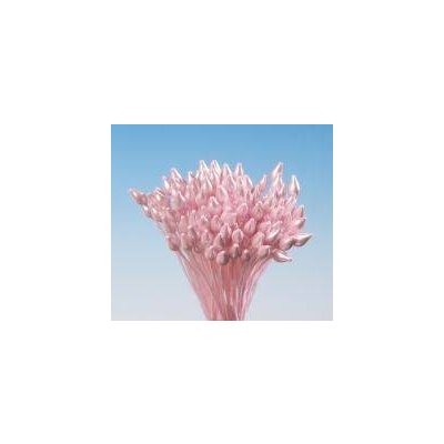 Pestíky růžové svazek - Hamilworth