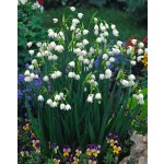 Bledule letní 'Leucojum gravetye giant' 3 ks – Zboží Dáma Bledule letní 'Leucojum gravetye giant' 3 ks – Zboží Dáma