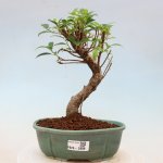 e-bonsai Pokojová bonsai - Ficus kimmen - malolistý fíkus – Hledejceny.cz