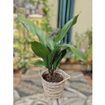 Aspidistra Elatior – Zboží Mobilmania