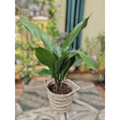 Aspidistra Elatior – Zboží Mobilmania