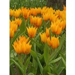 Lukon Glads Tulipán praestans SHOGUN - tulipa – Zboží Mobilmania