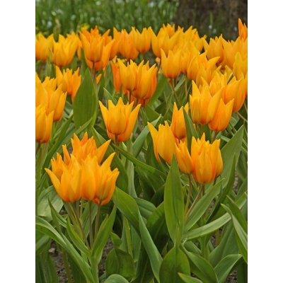 Lukon Glads Tulipán praestans SHOGUN - tulipa – Zboží Mobilmania