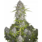 420 Fast Buds Orange Sherbet AUTO semena neobsahují THC 1 ks – Zbozi.Blesk.cz