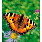 Taška LDPE 46x50+5cm s uchem FOTO motýl – Zboží Mobilmania