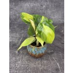 Philodendron Scandens Brasil mini – Zboží Dáma