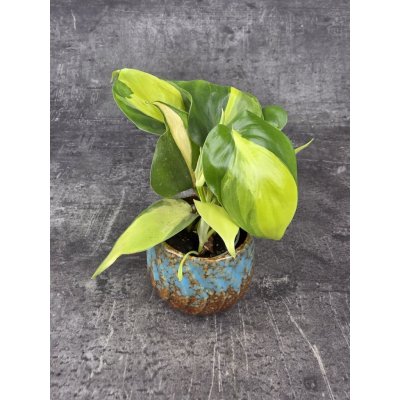 Philodendron Scandens Brasil mini – Zboží Dáma