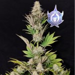 Buddha Seeds Morpheus semena neobsahují THC 50 ks – Zboží Dáma