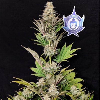 Buddha Seeds Morpheus semena neobsahují THC 50 ks – Zboží Dáma