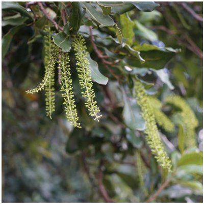 Makadámie - Macademia integrifolia - osivo makadámie - 2 ks – Hledejceny.cz