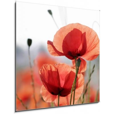 Skleněný obraz 1D - 50 x 50 cm - mohnblumen vlčí máky – Zboží Mobilmania