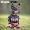 Kalendář Miniature Pinscher, 30,5 x 30,5 (30,5 x 61) cm 2025