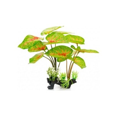 GiganTerra Rostlina Caladium 30 cm – Sleviste.cz