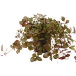 Ludwigia palustris Super Red – Zboží Mobilmania