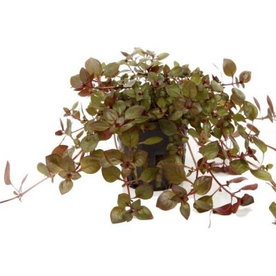 Ludwigia palustris Super Red