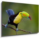 Obraz 1D - 100 x 70 cm - Keel Billed Toucan, from Central America. Keel Billed Toucan, ze Střední Ameriky. – Sleviste.cz