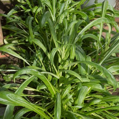 Mibuna Japonský salát Brassica rapa prodej semen 40 ks – Hledejceny.cz