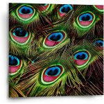 Sablio Obraz Paví peří - 50x50 cm – Hledejceny.cz
