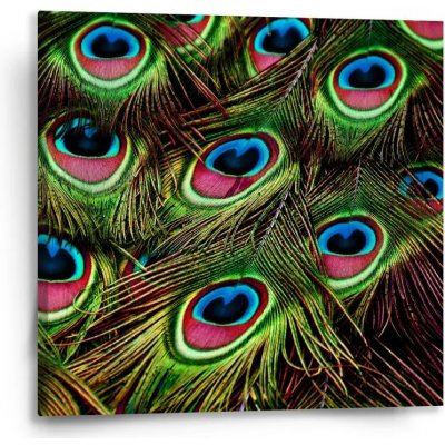 Sablio Obraz Paví peří - 50x50 cm – Hledejceny.cz