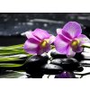 Tapety WEBLUX 32225654 Fototapeta vliesová Oriental spa with orchid with and green plant on zen stones Orientální lázně s orchidejem a zelenou rostlinou na zenových kamenech rozměry 100 x 73 cm